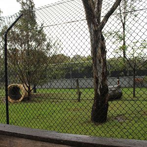 2nd Maned Wolf enclosure