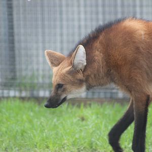Maned Wolf