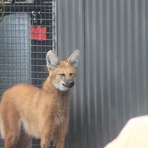 Maned Wolf