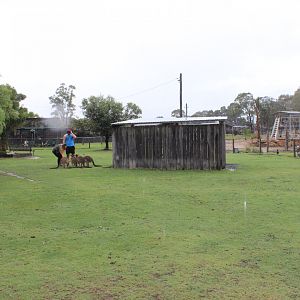 Kangaroo and Wallaby walk-through
