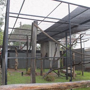 Spider Monkey enclosure
