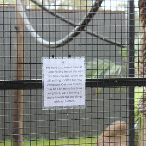 New Spider Monkey info