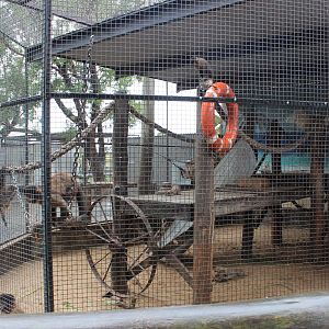 Black-Capped Capuchin enclosure