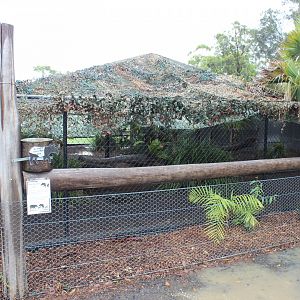 Malayan Tapir enclosure