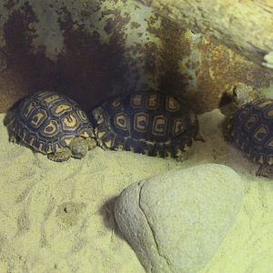 Young Leopard Tortoises in the entrance/exit