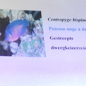 Sign Two-spined angelfish - Centropyge bispinosa