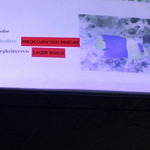 Sign Bicolor angelfish - Centropyge bicolor