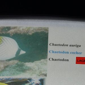 Sign Threadfin butterflyfish - Chaetodon auriga