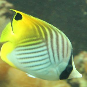 Threadfin butterflyfish - Chaetodon auriga