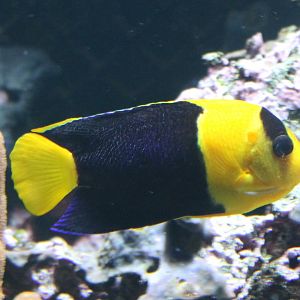Bicolor angelfish - Centropyge bicolor