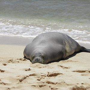 Hawaiian monk seal
