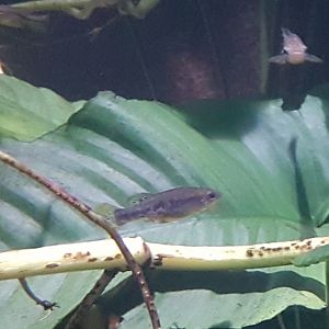 Balsas splitfin - Ilyodon whitei