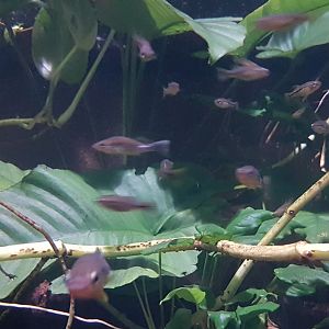 Mixed group Relict and Balsas splitfin