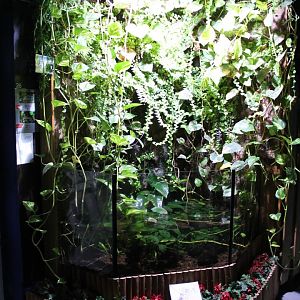 Enclosure Relict splitfin and Balsas splitfin