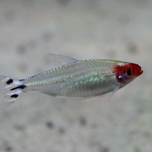 Fire-head tetra - Hemigrammus bleheri