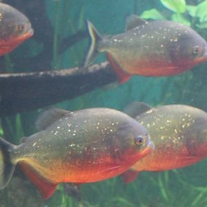 Red-bellied piranhas