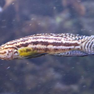 Tangajika-cichlid ID