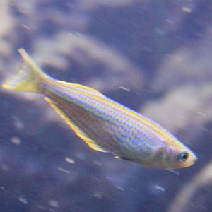 Tanganyika killifish - Lamprichthys tanganicus