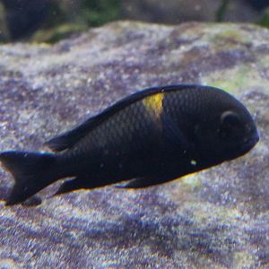 Cichlid