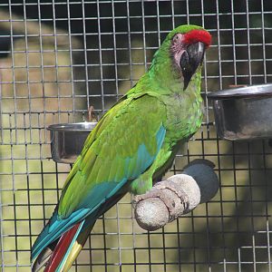 Military Macaw