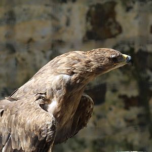 Indian Tawny Eagle