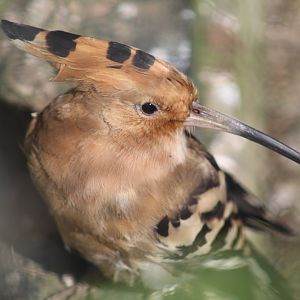 Common Hoopoe