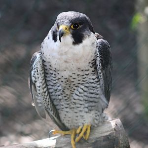 European Peregrine Falcon