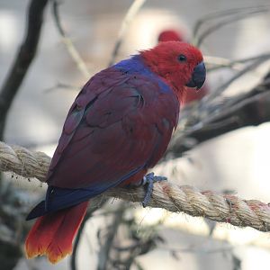 Vosmaer's Eclectus Parrot