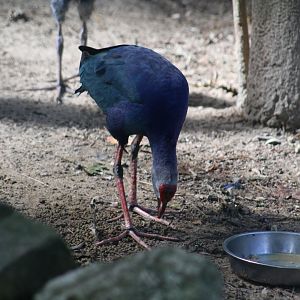 swamphen ID