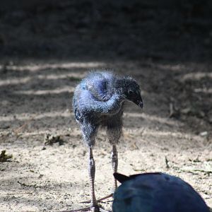 swamphen ID chick