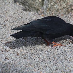 British Red-Billed Chough