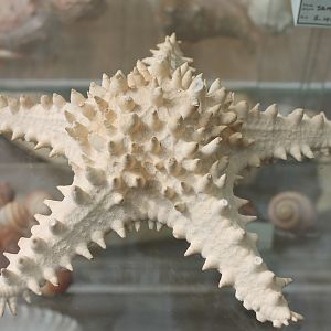 Starfish species