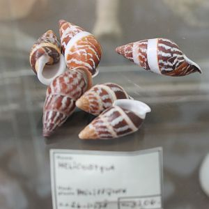 Shells