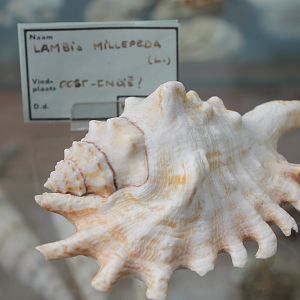 Shell