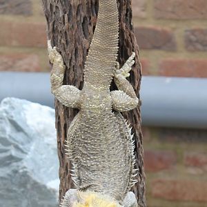Bearded Dragon