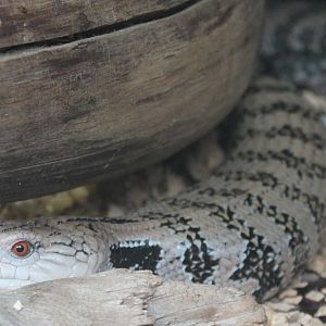 Blue-tonged Skink