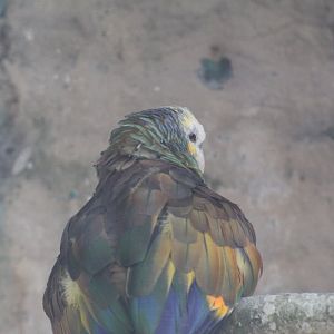 Saint Vincent Amazon