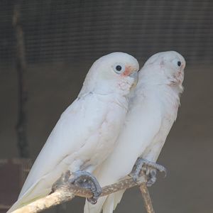 Tanimbar Corellas