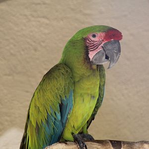 Buffon's Macaw