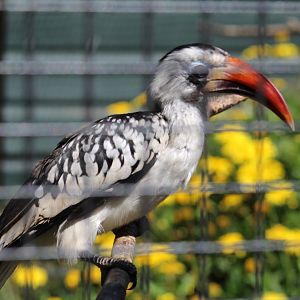 red-billed hornbill