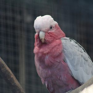 Western Galah