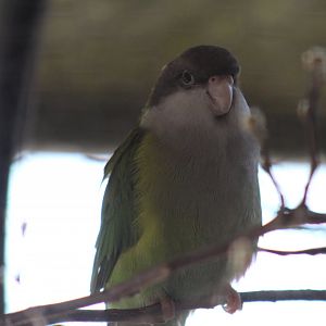 Sierra Parakeet