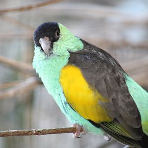 Hooded Parrot
