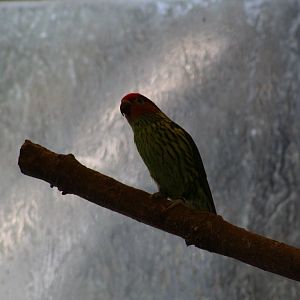 Goldie's Lorikeet