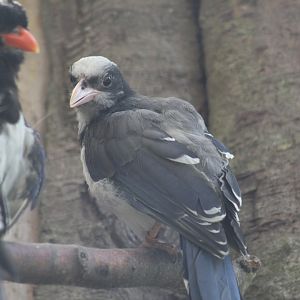Red-Billed Blue Magpie Chick