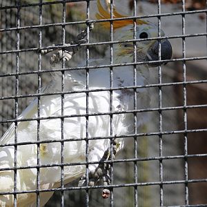 Citron-Crested Cockatoo