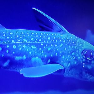 Spotted ratfish - Hydrolagus colliei