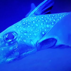 Spotted ratfish - Hydrolagus colliei