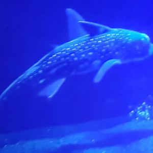 Spotted ratfish - Hydrolagus colliei