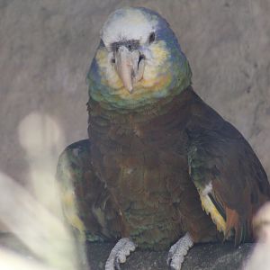 Saint Vincent Amazon